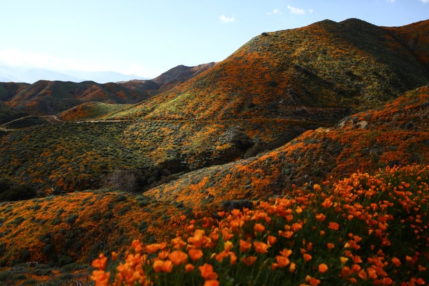 Wet Winter Weather Brings 'Super Bloom' Of Wildflowers To California 