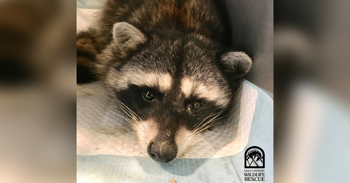 Wildlife Rescue Rehabbing Injured Raccoon That Was Set To Be Skinned ...