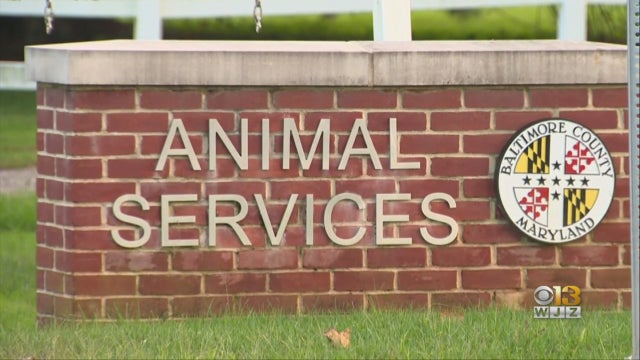 baltimore-county-animal-services.jpg 