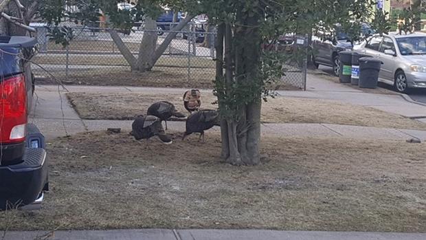 Staten Island Turkeys 