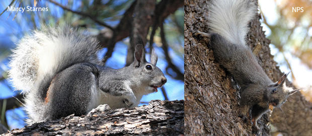 aberts-squirrel-marcy-starnes-kaibab-squirrel-nps-620.jpg 