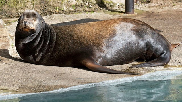 sea-lion-zoo.jpg 