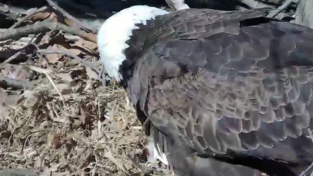 hays-eaglet.jpg 