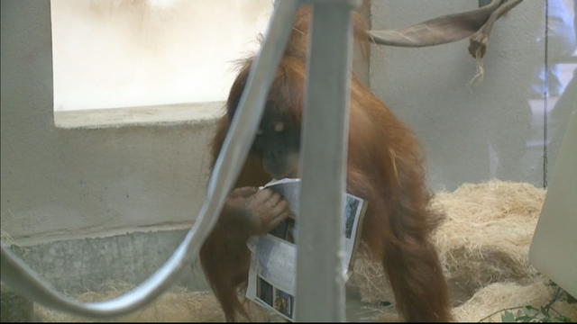 orangutan-birthday-5sotvo.transfer_frame_371.jpg 