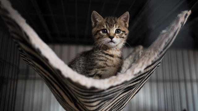 kitten-cat.jpg 