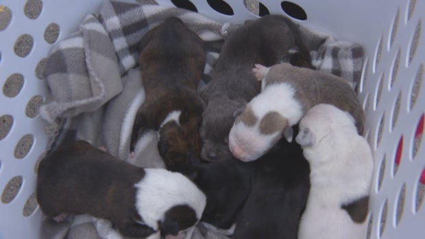 PUEBLO SHELTER SHUTDOWN INTRO_frame_234