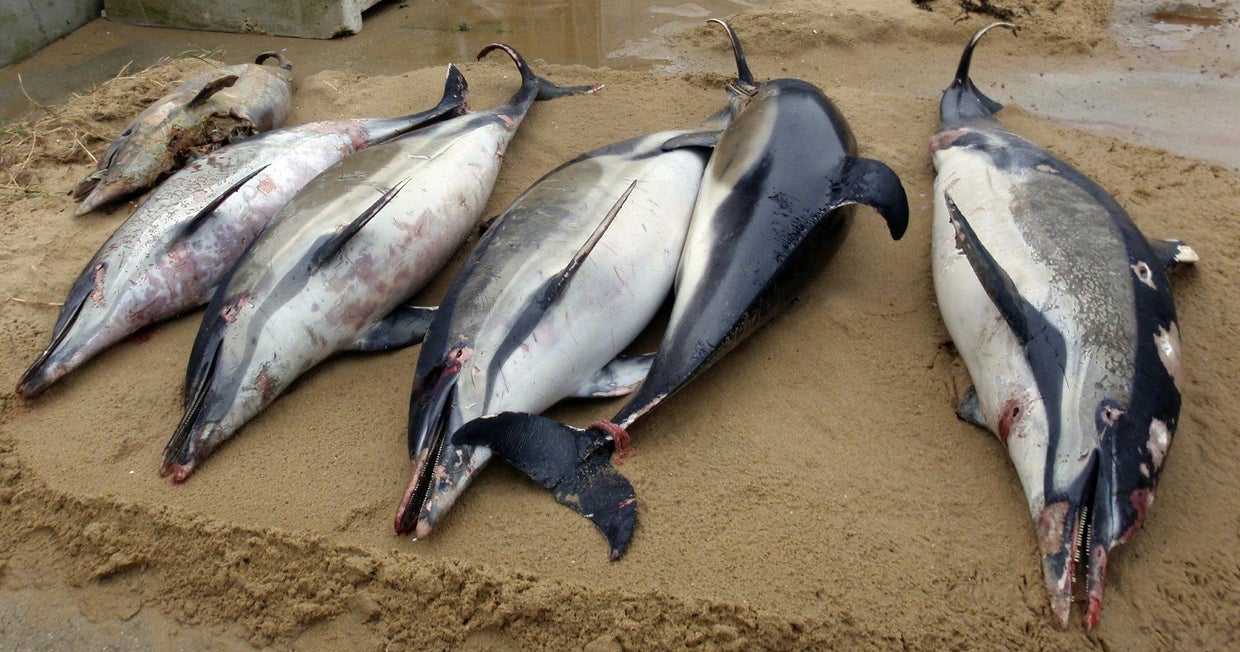 1,100 mutilated dolphins have washed up on French beaches CBS News