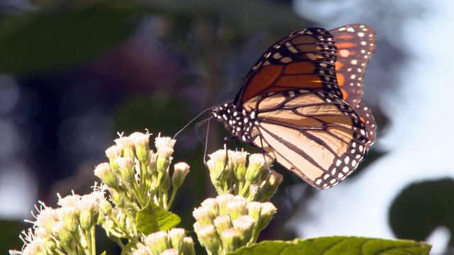 0329-ctm-butterflymigration-dokoupil-1816825-640x360.jpg 