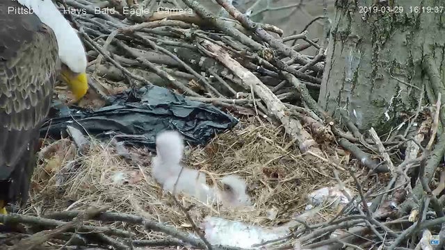 plastic-bag-hays-bald-eagles-1.jpg 
