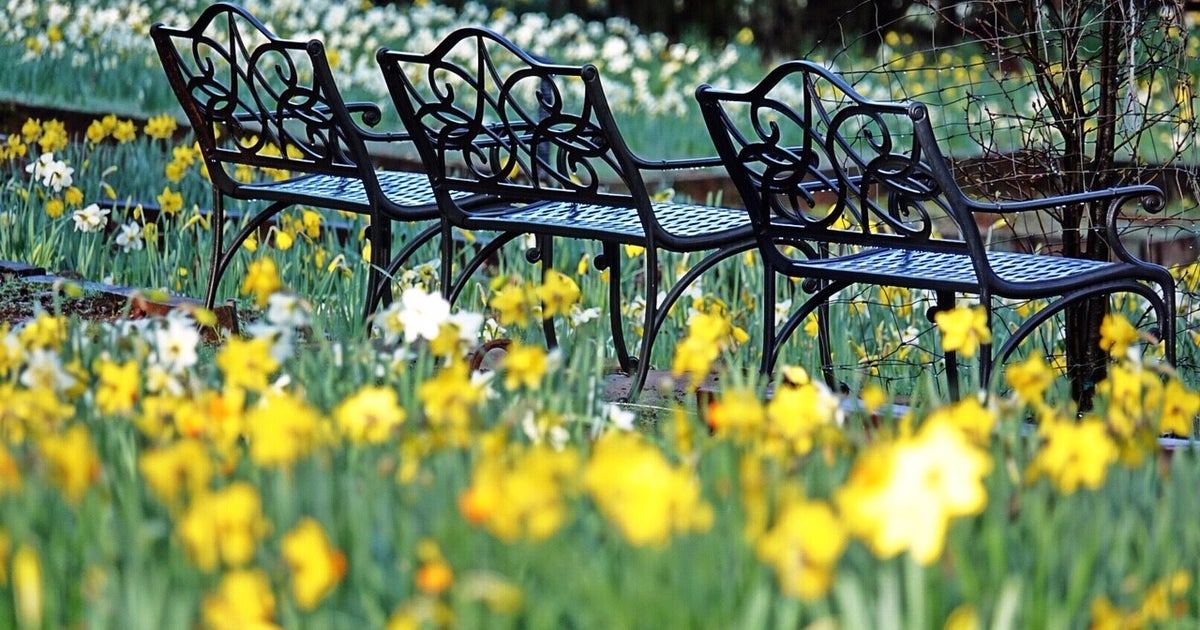 Daffodil Hill Closed For Season As Heavy Rain Expected To Damage Blooms