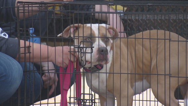 PUEBLO SHELTER SHUTDOWN 10PKG_frame_421