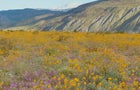 california-super-bloom-lee-mceachern.jpg 