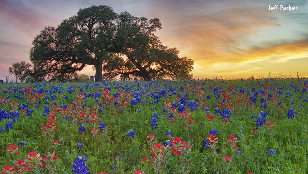 field-of-bluebonnets-surrounded-by-indian-paintbrush-at-sunset-jeff-parker-620.jpg 