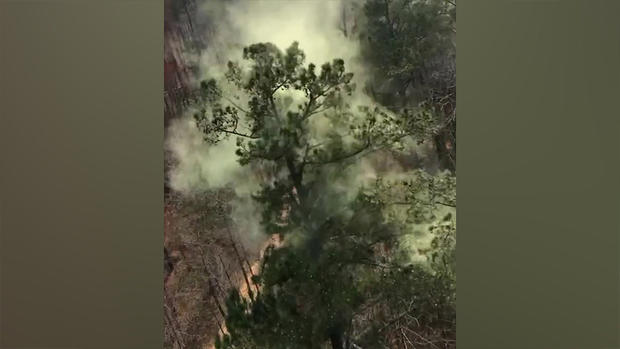 Helicopter knocks off pollen on trees 