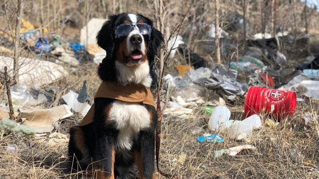 parker-snow-dog-trash-cleanup2-credit-40officialsnowdog.jpg 