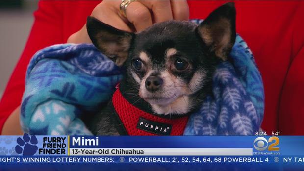 Furry Friend Finder Mimi 
