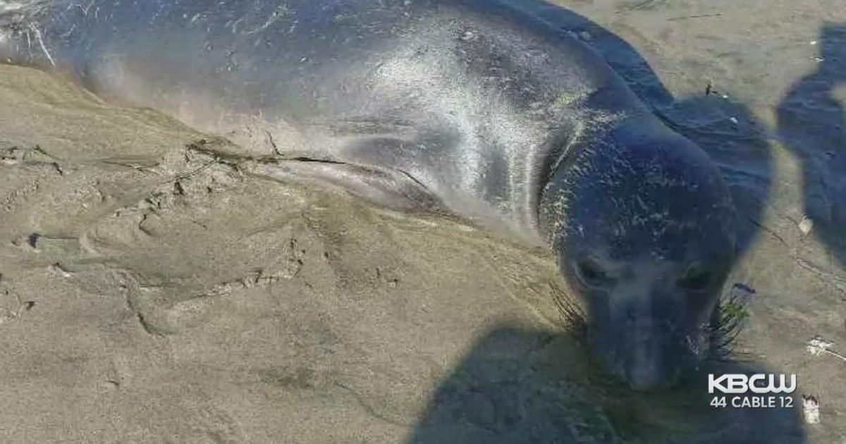 Quick-Thinking Girl Helps Rescue Lost Baby Elephant Seal At Pacifica ...