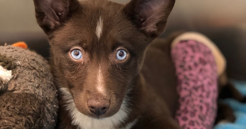 Rare 'Pomsky' Puppy Needs A Home, Couldn't Be Sold After Breaking Leg ...
