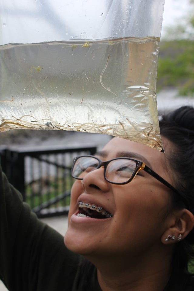 Glass Eels In The Hudson River 
