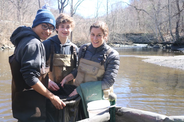 Glass Eels In The Hudson River 