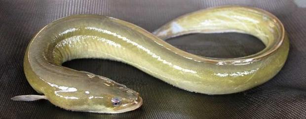 Glass Eels In The Hudson River 