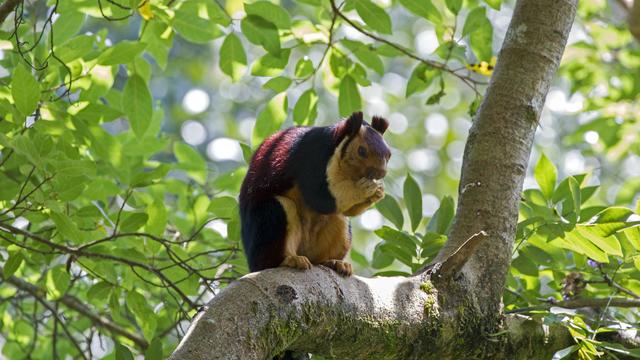 Inde,Tamil Nadu, montagnes de Annamalai (Nilgiri), Ecureuil géant de l'Inde (Ratufa indica) 