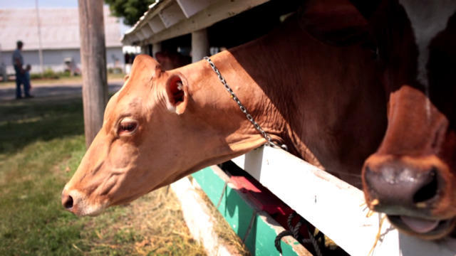 cbsn-fusion-inside-the-battle-over-the-future-of-animal-agriculture-thumbnail-1820918-640x360.jpg 
