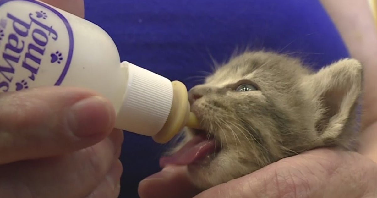 Couple Rescues Kittens Left For Dead At Lodi Dump - CBS Sacramento