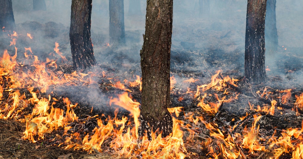 Controlled Fires Planned in Michigan This Spring CBS Detroit