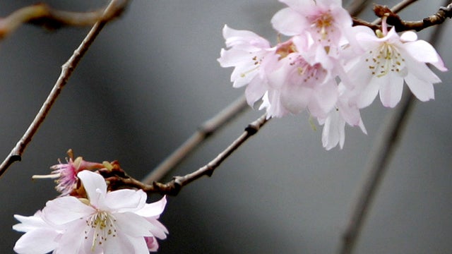 cherryblossom-133912553.jpg 