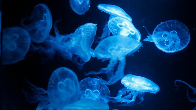 Pacific moon jellyfish (aurelia labiata) swim in an aquarium of the Schonbrunn zoo in Vienna July 3, 2012. 