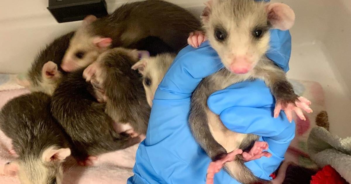 Baby Opossums Rescued In Orangevale - CBS Sacramento