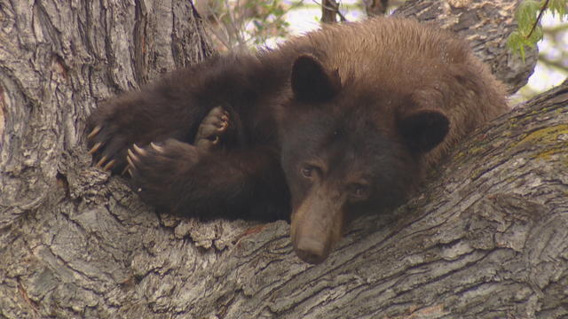 bears-waking-up-6pkg_frame_1.jpg 