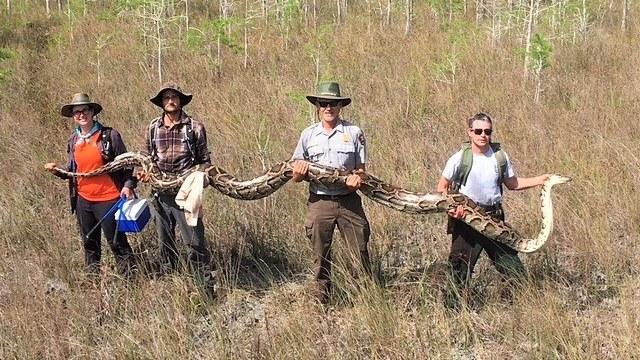 cbsn-fusion-massive-python-found-florida-wildlife-preserve-thumbnail-1823808-640x360.jpg 