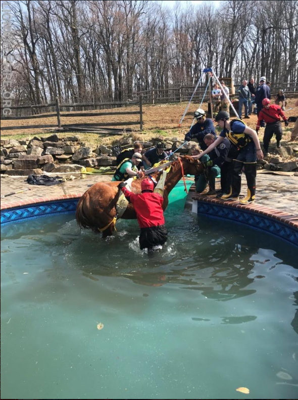 horse rescued from pool 