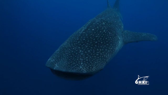 whale-shark-2.jpg 