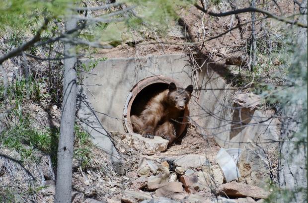 colo springs bear 1 (co parks and wildlife twitter) 