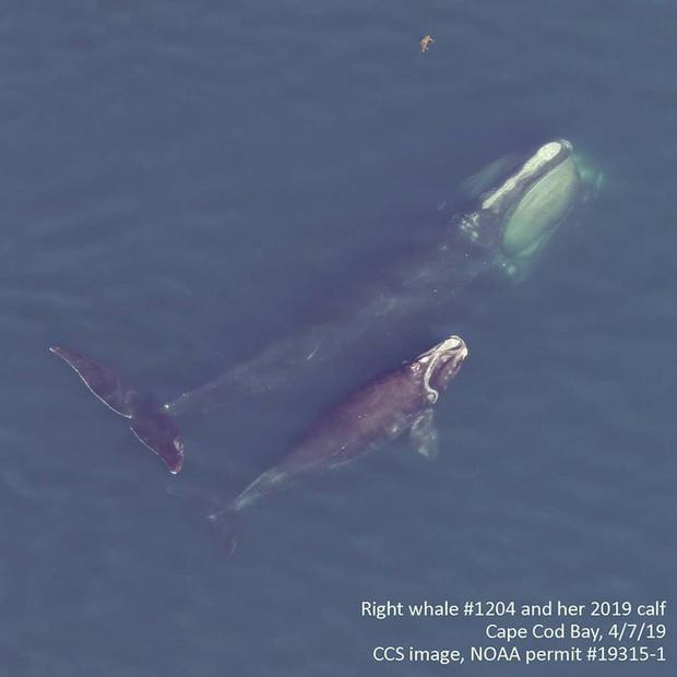 Right whale calf (pic from Center for Coastal Sciences) 
