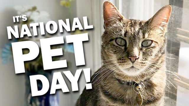 nationalpetday2019.jpg 