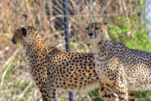 Cheetah Brothers 