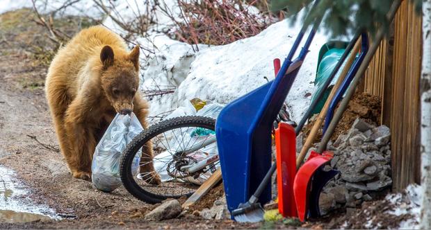 bear tranquilized in steamboat credit Kevin Dietrich 