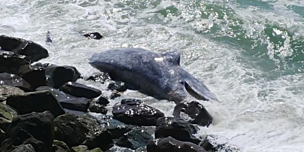 Esplanade Dead Whale In Pacifica 