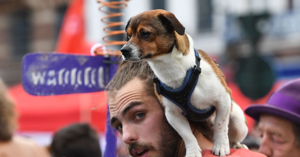 Study Men's Beards Contain More Germs Than Dog's Fur CBS Boston