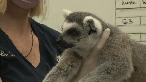 pittsburgh-zoo-lemur-surgery-caera 