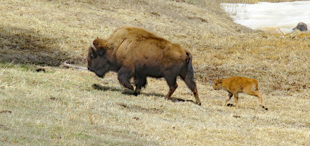 Baby Bison (Red Dog)1 (credit Mike Quaintance) 