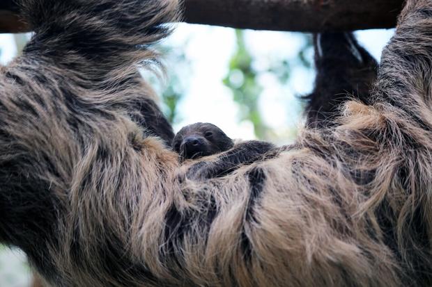 baby sloth 