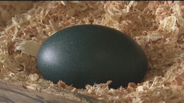 emu-eggs.jpg 