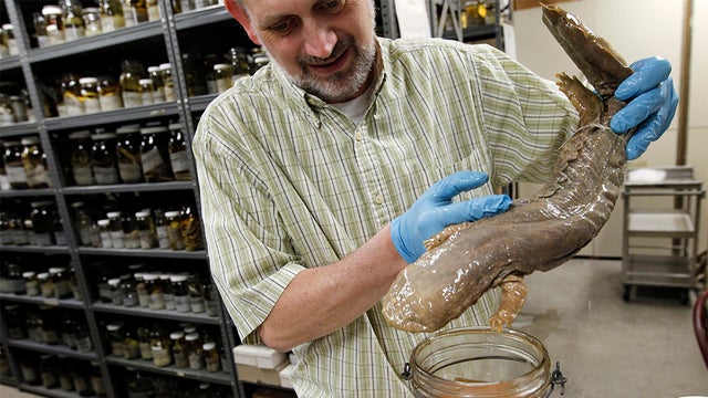 eastern-hellbender.jpg 