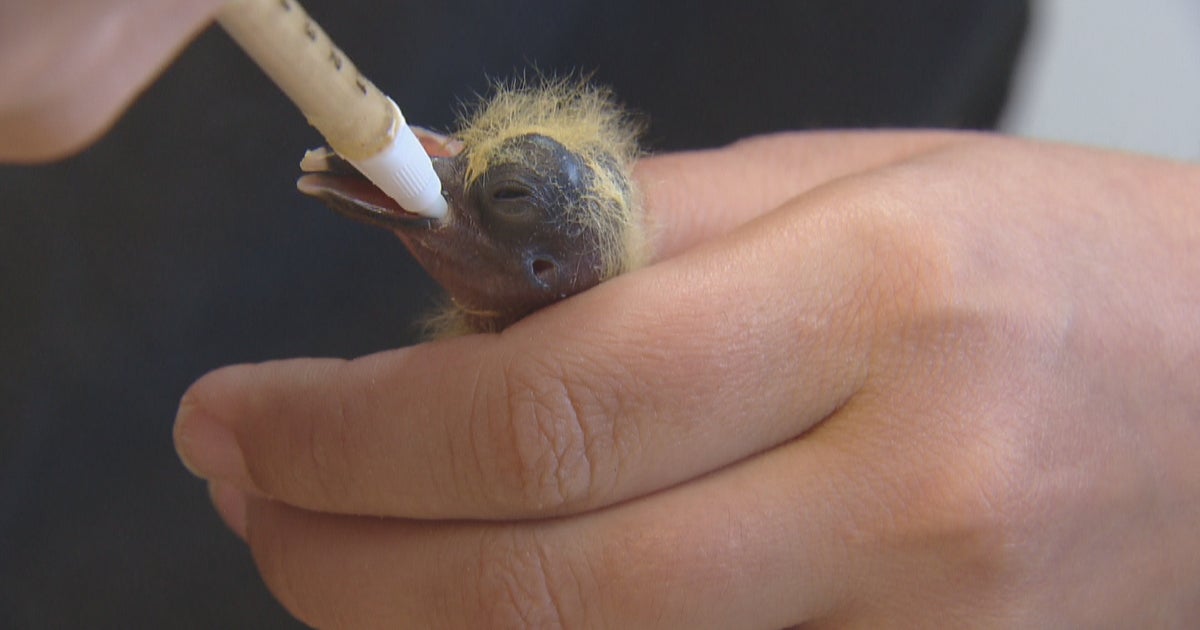 Wild Bird Rescue Turns To Community To Keep Doors Open CBS Colorado