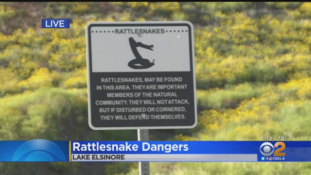 rattlesnake.jpg 